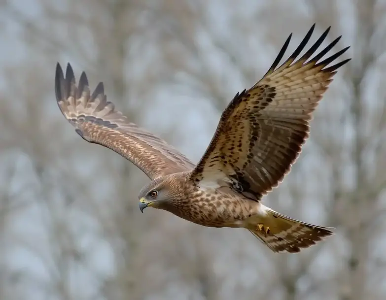 Hawk Names