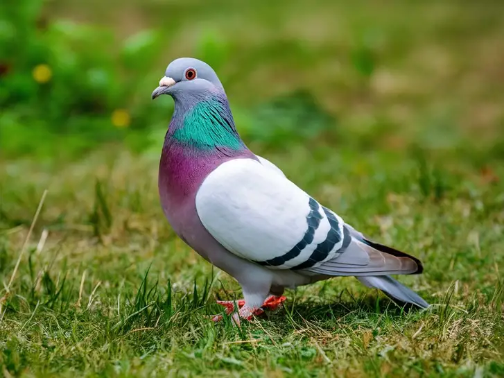 Pigeon Names