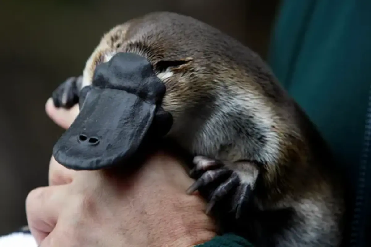 Platypus Names