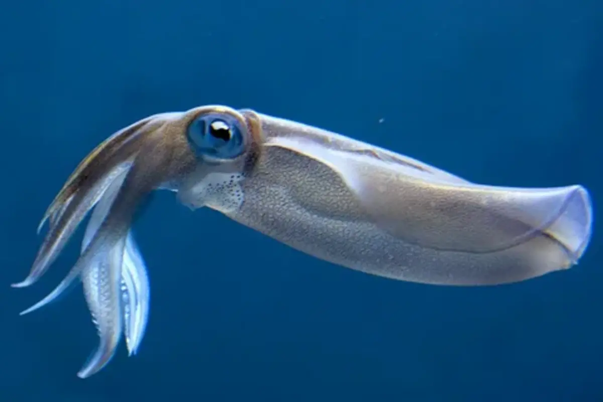 Squid Names